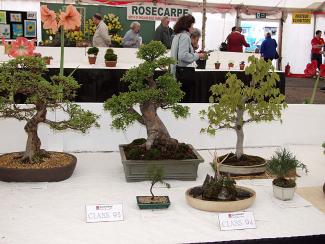 Gflwr_Bonsai