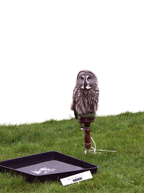 Gflwr_Great_Grey_Owl