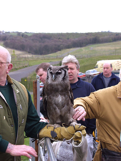 Gflwr_Meet_Mr_Owl_02