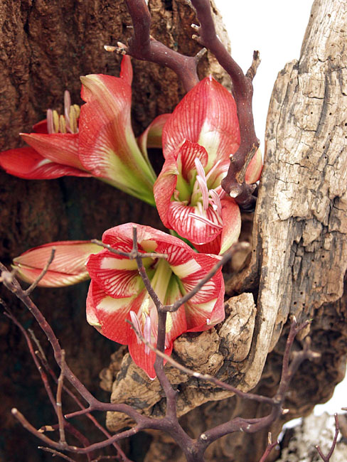 Gflwr_Trumpet_red_in_bark