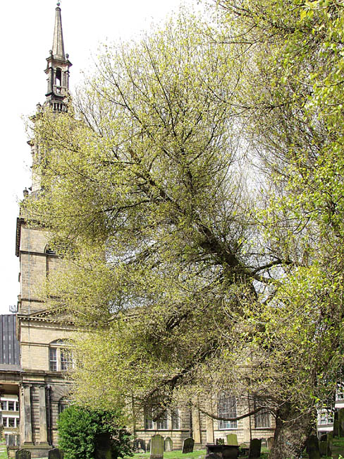 Turn_All_St_Trees